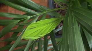 Areca Palm Houseplant  Dypsis Lutescens [upl. by Anastos]