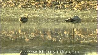 Resting on one leg  Flamingos in India [upl. by Fasa378]