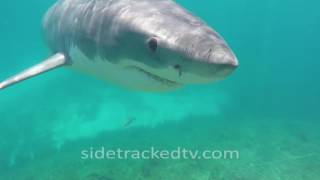 Filming a Great White Shark For First Time No Cage Armed With a Snorkel and GoPro [upl. by Jarrett281]