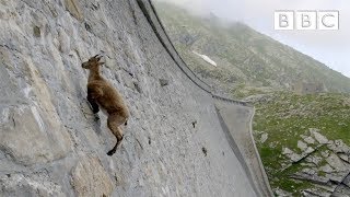 The incredible ibex defies gravity and climbs a dam  Forces of Nature with Brian Cox  BBC [upl. by Harriot685]