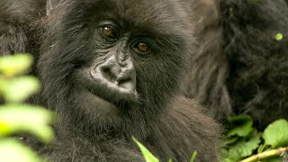 The Brave Gorilla King  Mountain Gorilla  BBC Earth [upl. by Leirbag]