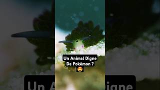 Le Mouton Feuille  Un Animal Digne De Pokémon  🐌 [upl. by Funch]