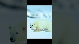 See the Ice Bear in Its Element And Heart Pounding Rescue Mother Seal vs Bear to Save Her Pup [upl. by Ainitsirc167]