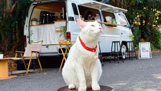 Cafe Vlog Mini Coffee Shop Van Bar Mobile Kopi Barista Dream Small Business Ideas Relaxing Mood Cat [upl. by Haag300]