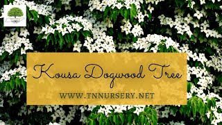 Kousa Dogwood Tree  TN NURSERY [upl. by Rosenkrantz]