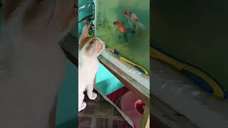 Kali muskan4🐟 viralvideo fish aquarium fypシ゚viral shortsviral [upl. by Reifel]