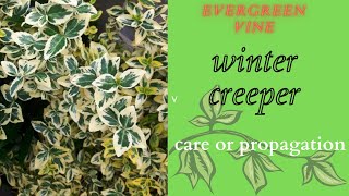 Winter Creeper  vine care amp Propagation WinterCreeper Beautifulrosesnnature [upl. by Kari]