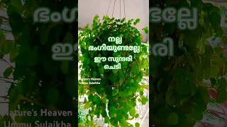 Pilea creeping Charlie pleasesubscribemychannel plantsngardensplants gardeningnew nature [upl. by Trinia]