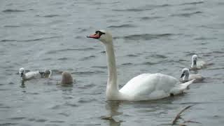 240524 RSPB Saltholme highlights [upl. by Westbrook]