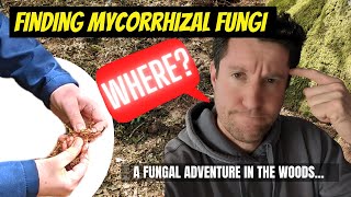 How to find mycorrhizal fungi [upl. by Greenwood]