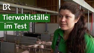 Mehr Tierwohl im Schweinestall Neue Tierwohlställe für artgerechte Tierhaltung  Unser Land  BR [upl. by Ecined542]