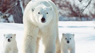 Why don’t Polar Bears eat penguins Fun Facts About Polar Bear [upl. by Stout229]