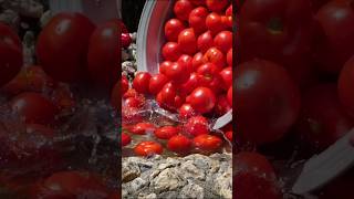 The Only Preservation Method For Excellent Tomatoes You Need🍅tomato preservation villagefood [upl. by Aney]