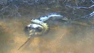 Anaconda vs Caiman [upl. by Tayib]