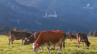 Castle Neuschwanstein  Ein Jahr Schwangau [upl. by Omlesna]