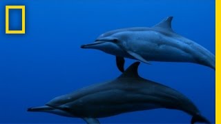 Spinner Dolphins  Untamed Americas [upl. by Cassi]