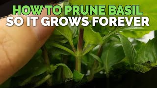 How to Prune Basil So It Grows Forever [upl. by Kyd]