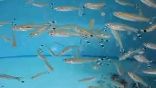 Rasbora trilineata [upl. by Shenan]