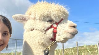 Nice day with alpaca 🦙fun animals alpaca [upl. by Eceertal549]