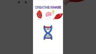 Creatine Kinase biology biochemistry H OLOGY [upl. by Nevuer552]