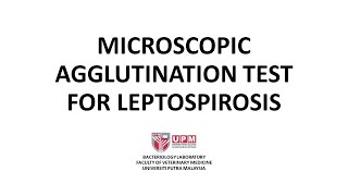 Microscopic Agglutination Test for Leptospirosis [upl. by Nisa117]