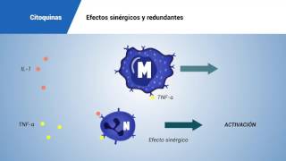 Citoquinas efectos sinérgicos y redundantes [upl. by Femi13]