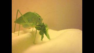 katydid eating [upl. by Annavoeg]