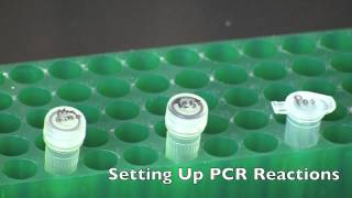 GMO Detection by PCR [upl. by Acceb]