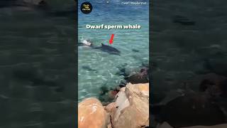 Sperm Whale vs Sea Lion 😰 [upl. by Melisandra]