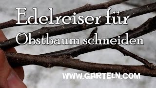 Edelreiser für Obstbäume schneiden [upl. by Dedric626]