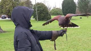 falconry at Dalhousie Castle [upl. by Delmor]