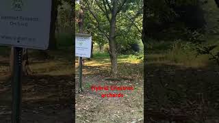 Hybrid Chestnut orchards at Codorus dayhikingandherpingdudes [upl. by Eben]