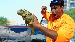 Catching Invasive Iguanas [upl. by Enyedy87]