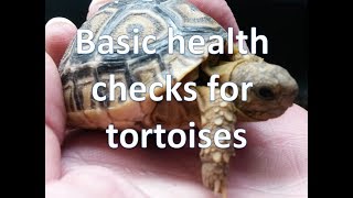 Basic health checks for tortoises  happytortoises [upl. by Zebaj825]