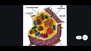 3d structure of plants cell and animal cell structure of mitochondria and structure of bacteria [upl. by Luhe567]