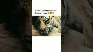 YouTube audience dont miss this short video 😊🐯😊 song bollywood love trending viralsong [upl. by Keemahs]