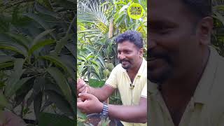 மாடியில் மாங்காய் காடு  Mango tree forest at terrace garden  Organic fruits from terrace garden [upl. by Amelia295]