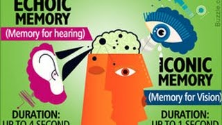 Understanding the Difference Between Iconic and Echoic Memory [upl. by Neraa647]