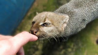 Rescued jaguarundi wants to be friends [upl. by Ailekat480]