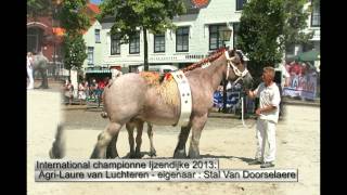 Belgian Draft Horses and Dutch Draft HorsesIJZENDIJKE 2013part 1 [upl. by Concordia534]