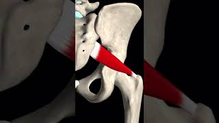 Piriformis Muscle [upl. by Endora]