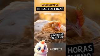 Curiosidades de las Gallinas shorts [upl. by Willamina]