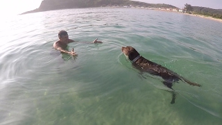 Labrador brincando na praia  Fred Labrador Chocolate [upl. by Tavia]