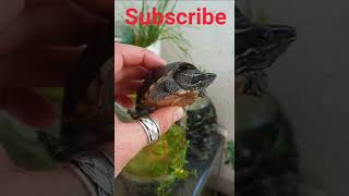 Eastern musk turtle Sternotherus odoratus [upl. by Wadlinger]