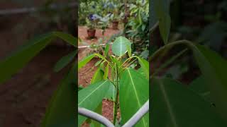 Codariocalyx motorius Desmodium gyrans telegraph plant dancing plant semaphore plant [upl. by Kinimod]