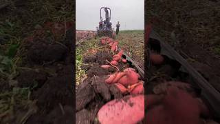 Hongyou sweet potato harvester and stone picker new harvesting farming agriculture [upl. by Annahael154]