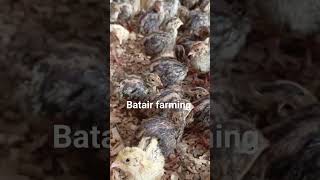 2024 batair farming in Pakistan Lahore [upl. by Dera]