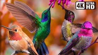 Beautiful Bird Sounds  Hummingbird  Breathtaking Nature  Stress Relief amp Healing Ambiance [upl. by Anihpled]