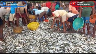 Once Again Bumper Fish Catch Today At Caranzalem Goa [upl. by Rafi833]