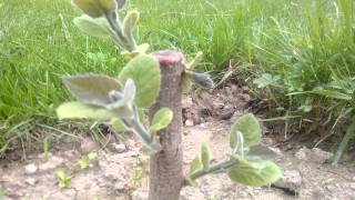 butasi de Paulownia Tomentosaprimii muguri 29041014 video 6 [upl. by Olrac172]